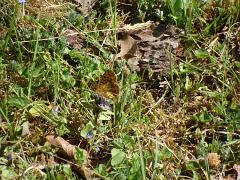 5 Pearl Bordered Fritillary